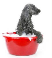 doggroomingcategory.jpg
